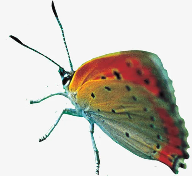 美艳春天唯美蝴蝶手绘免抠装饰动物元素