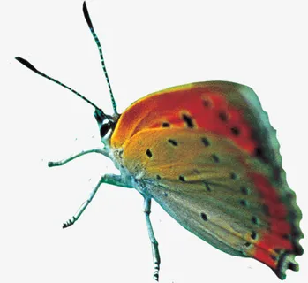 美艳春天唯美蝴蝶手绘免抠装饰动物元素