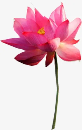 荷花免抠