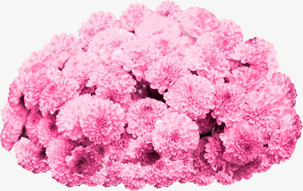 一簇粉红色的花卉素材免抠