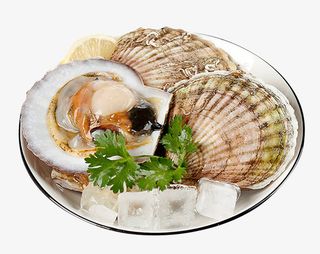 扇贝海鲜鲜活免抠