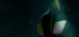 唯美荷叶荷花瓣背景高清