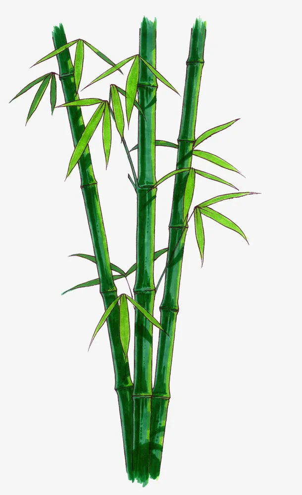 竹子 绿竹 手绘竹子 竹林免抠