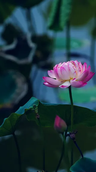 绽放的荷花H5背景素材高清