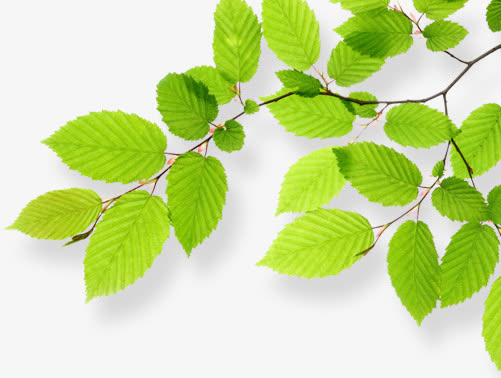 绿叶春天薄荷叶装饰免抠装饰植物元素