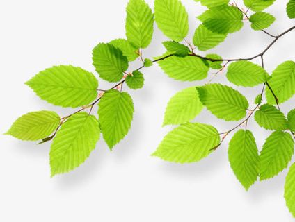 绿叶春天薄荷叶装饰免抠装饰植物元素