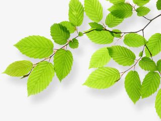 绿叶春天薄荷叶装饰免抠装饰植物元素