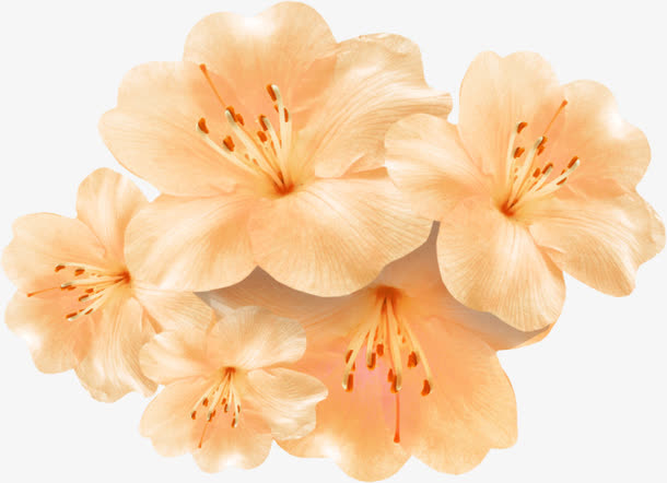 手绘桃花免抠