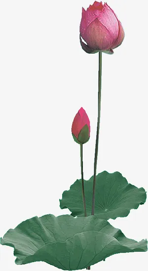 夏日荷花花苞免抠