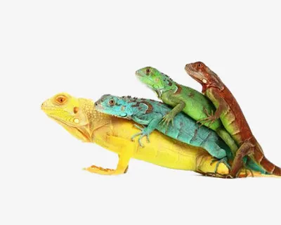 免抠素材变色龙图片免抠