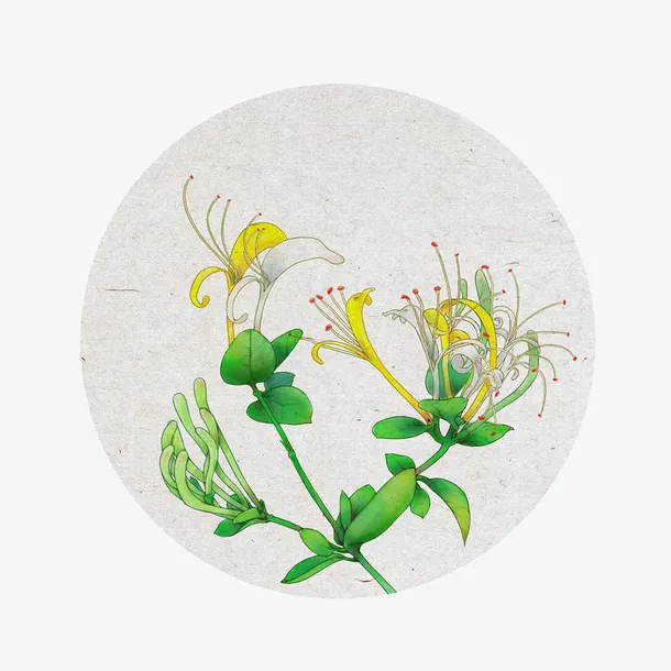 手绘金银花矢量图免抠