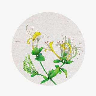 手绘金银花矢量图免抠