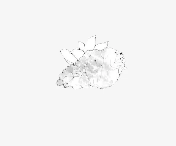 素描古典莲花免抠