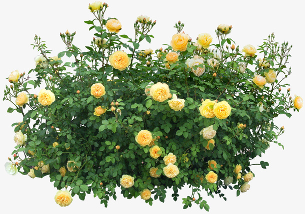 蔷薇植株素材免抠