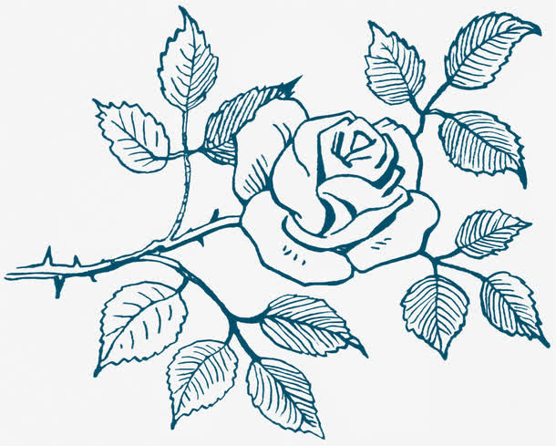 手绘复古素描花朵免抠