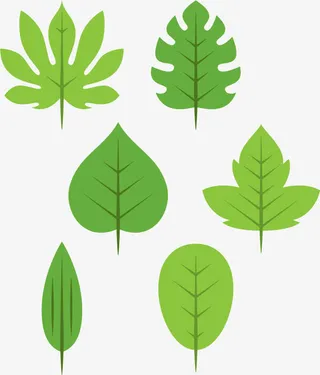 樟树树叶免抠