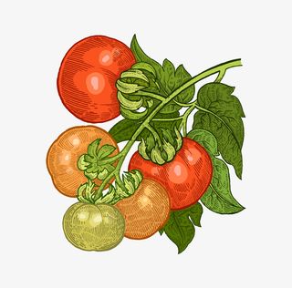 卡通手绘蔬菜装饰海报设计免抠