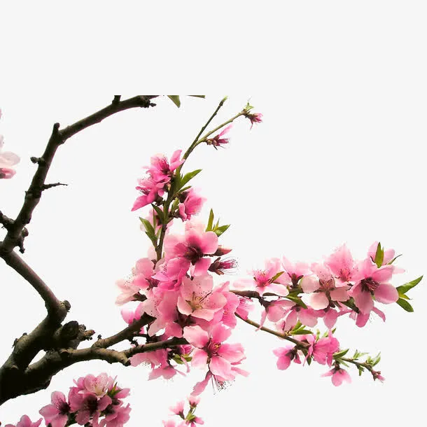 粉色初春桃花免抠
