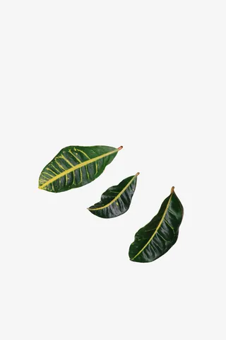 春天绿色三片叶子黄绿免抠