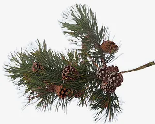 写实风松树免抠