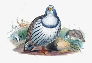 国画花鸟画素材免抠