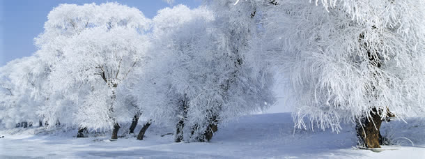 树林冬季雪花背景banner