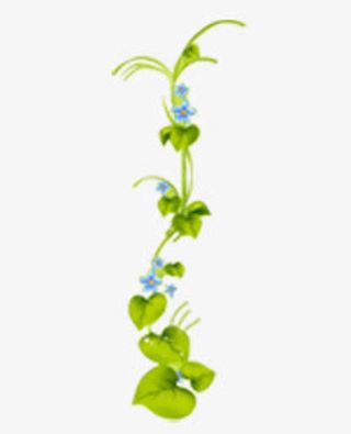 藤蔓，草，绿叶免抠