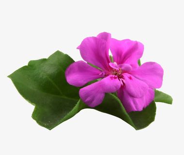 粉色天竺葵花高清图片免抠 粉色天竺葵花高清图片免抠