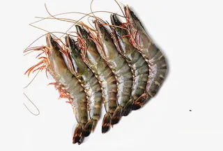 诱人斑节虾免抠