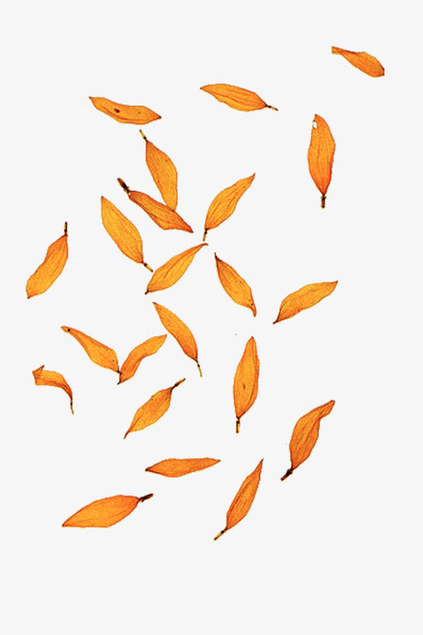 菊花花瓣免抠