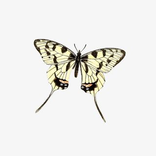 春天蝴蝶奇异翅膀免抠