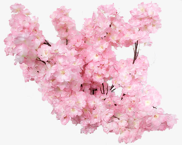 春天粉色树枝桃花免抠