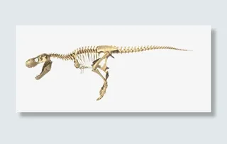 大盗龙骨架生物化石实物免抠