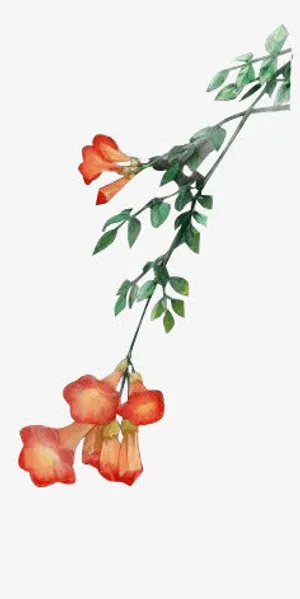 绿色的植被免抠