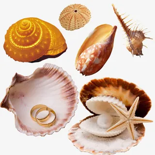 漂亮的贝壳免抠
