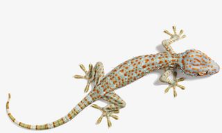 恶心的壁虎免抠