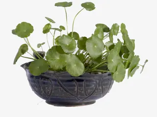 流行性脑脊髓膜炎免抠