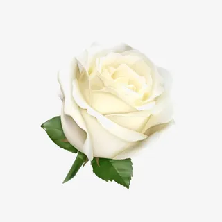 卡通白玫瑰免抠