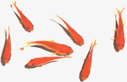 手绘红色古风金鱼免抠
