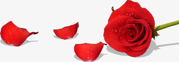 红色玫瑰鲜花花瓣免抠