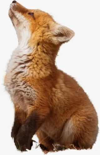 狐狸透明PNG免抠图免抠