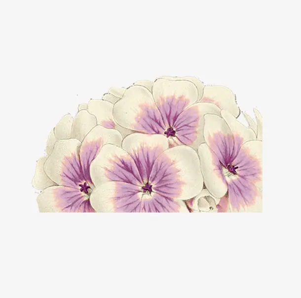 花卉元素免抠