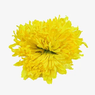 一朵超大的黄色金丝菊实物免抠