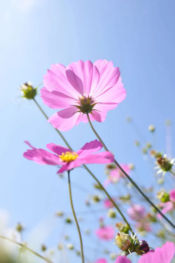 微镜花朵免抠