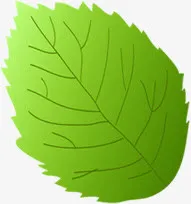 春天手绘纹理树叶免抠