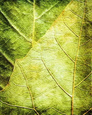 黄绿叶子背景素材高清