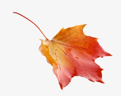实物雨淋的秋天的枫叶免抠