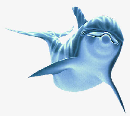 海豚免抠