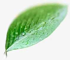 透明水珠 绿色叶子png素材免抠