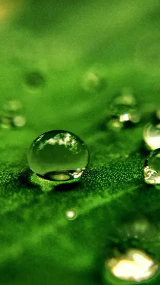 绿色小清新露珠H5背景高清